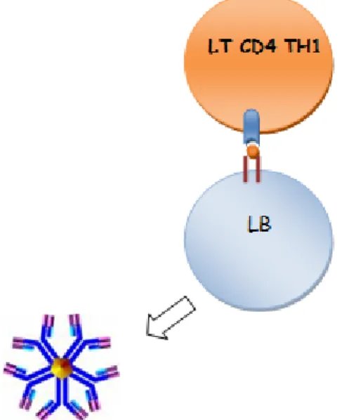 Figure 11 : Rôle des LB dans le mécanisme immunologique de la PR 