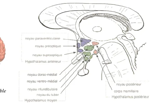 Figure 1 : schéma représentatif de l’hypothalamus 