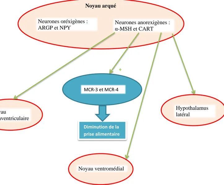 Figure 3 sites d’action des neurones anorexigènes du noyau arqué Neurones oréxigènes : ARGP et NPY Neurones anorexigènes : α-MSH et CART Noyau arqué MCR-3 et MCR-4 Diminution de la prise alimentaire  + Noyau paraventriculaire  Noyau ventromédial  Hypothala