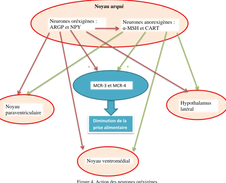 Figure 4. Action des neurones oréxigènes 