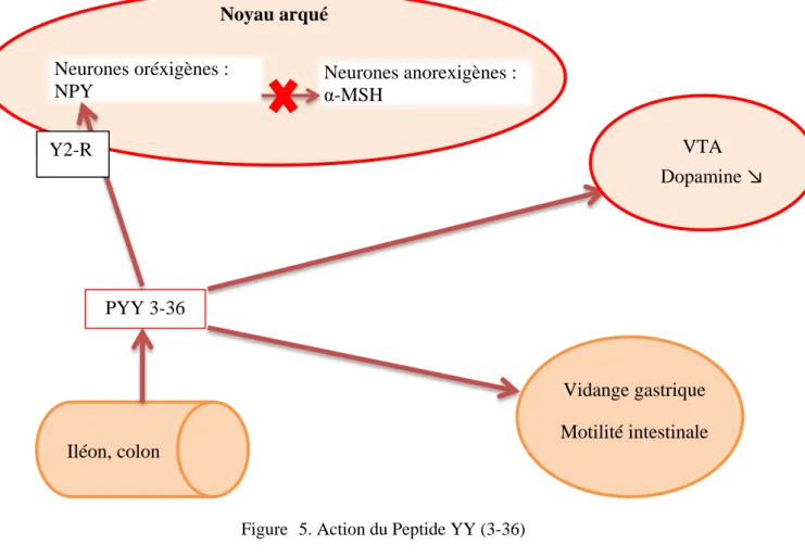 Figure   5. Action du Peptide YY (3-36) 