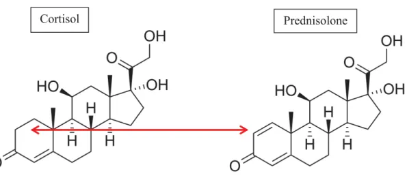 Figure 11 : Comparaison cortisol / prednisolone 