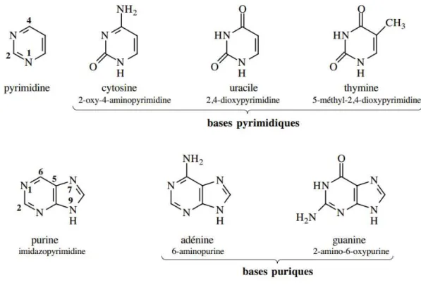 Figure 13 : Acide nucléique (9) 