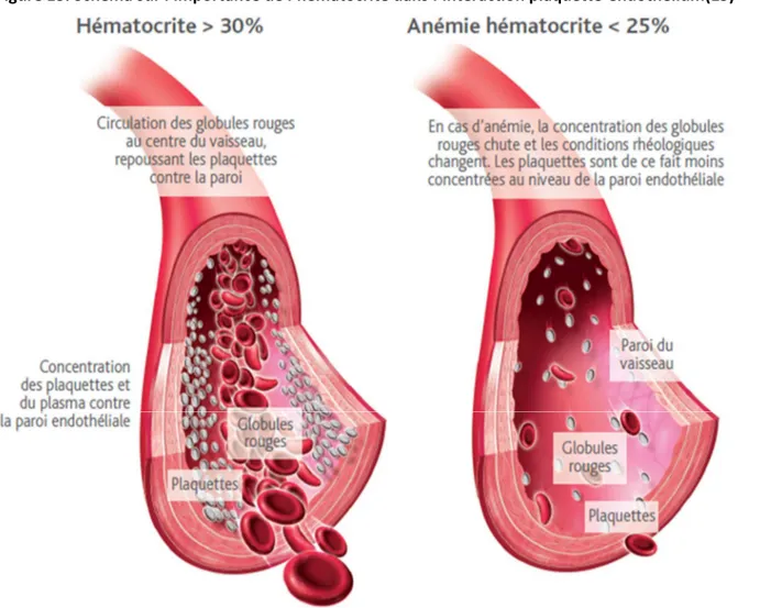 Figure 13. Schéma sur l’importance de l’hématocrite dans l’interaction plaquette-endothélium(15) 