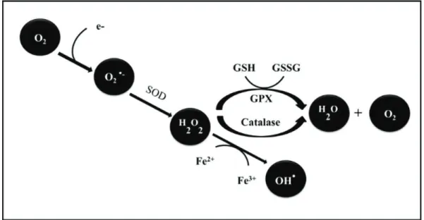 Figure 4:principales étapesde la production des EOA