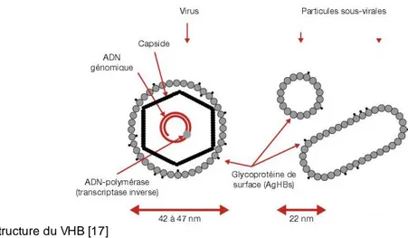 Figure 9 : Structure du VHB [17]