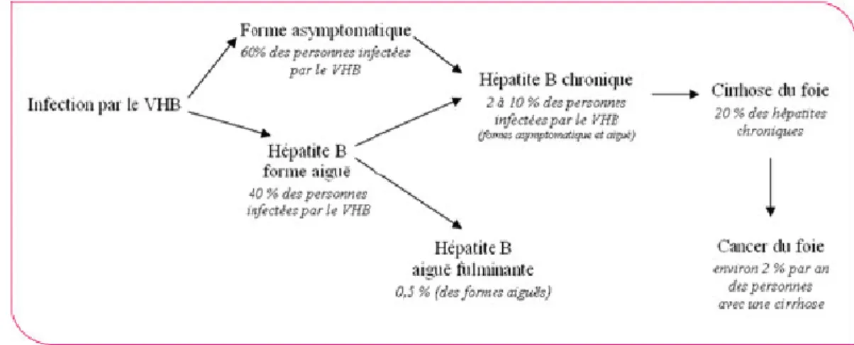 Figure 12 :  Evolution de l’infection par le VHB [22]
