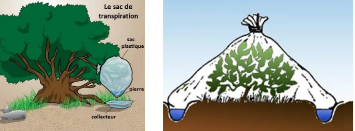 Figure 10 : Condensation de la transpiration végétale (21) 