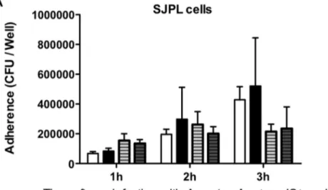 Figure 1. Bacterial adherence over time of Appwt or AppDapxIDapxIIC in PRRSV co-infected SJPL and MARC-145 cells