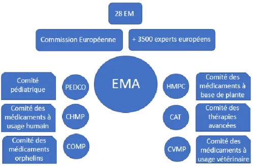Figure 1 : Organisation générale de l’EMA 2