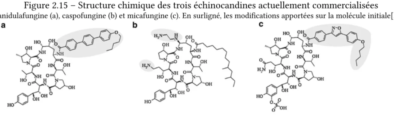 Figure 2.15 – Structure chimique des trois échinocandines actuellement commercialisées