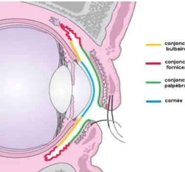 Figure 5 - Anatomie de la conjonctive[11].  