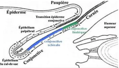Figure 7 - La Conjonctive bulbaire avec la portion sclérale et limbique[11]. 