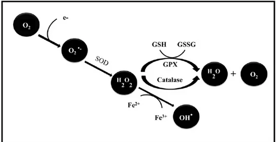 Figure 2 : Principales étapes de formation des espèces réactives à l’oxygène (18) 