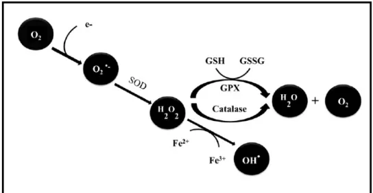 Figure 2 : Principales étapes de formation des espèces réactives à l’oxygène (18) 