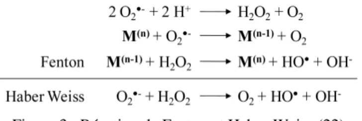 Figure 3 : Réaction de Fenton et Haber-Weiss (22) 