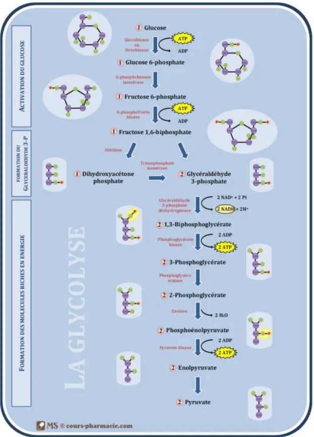 Figure 4 : La glycolyse (27) 