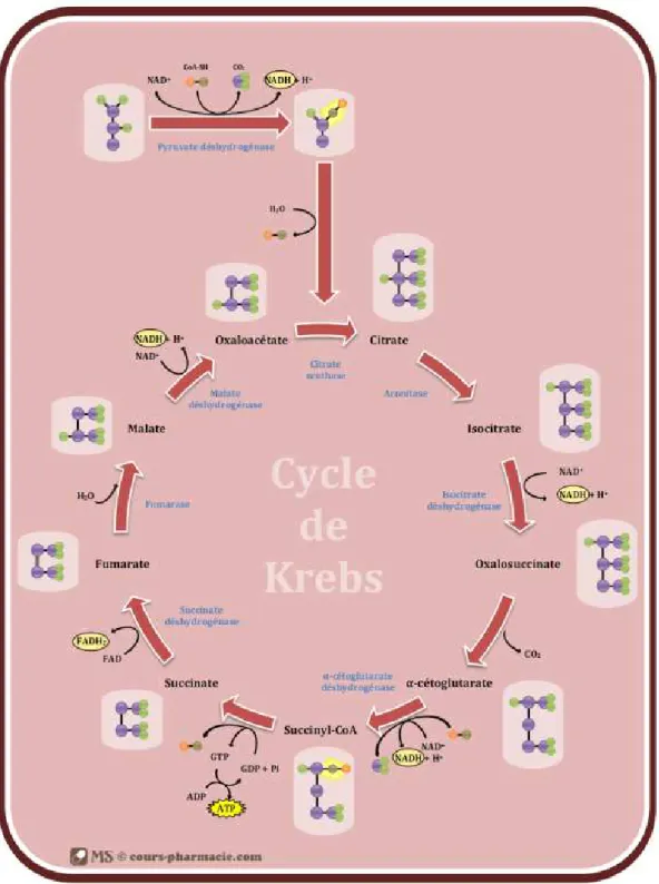 Figure 5 : Le cycle de Krebs (27) 