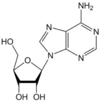 Figure 7 : Formule chimique de l’adénosine (33) 