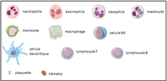 Figure 1 : les différentes cellules de l’immunité. 