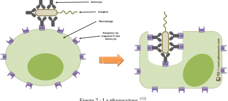Figure 2 : La phagocytose.  (12)