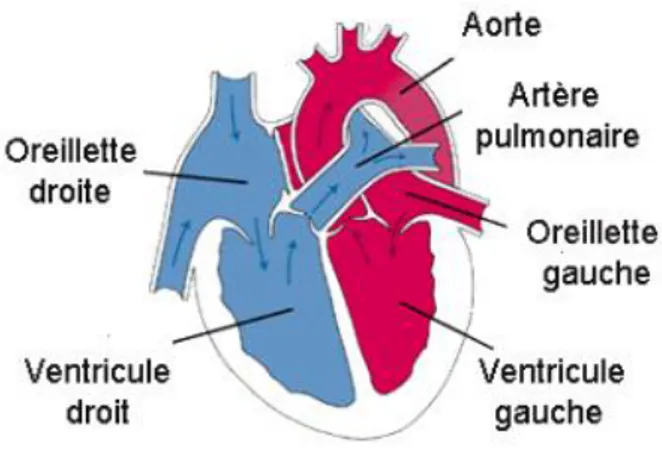 Figure 1 : Schéma du myocarde (3) 