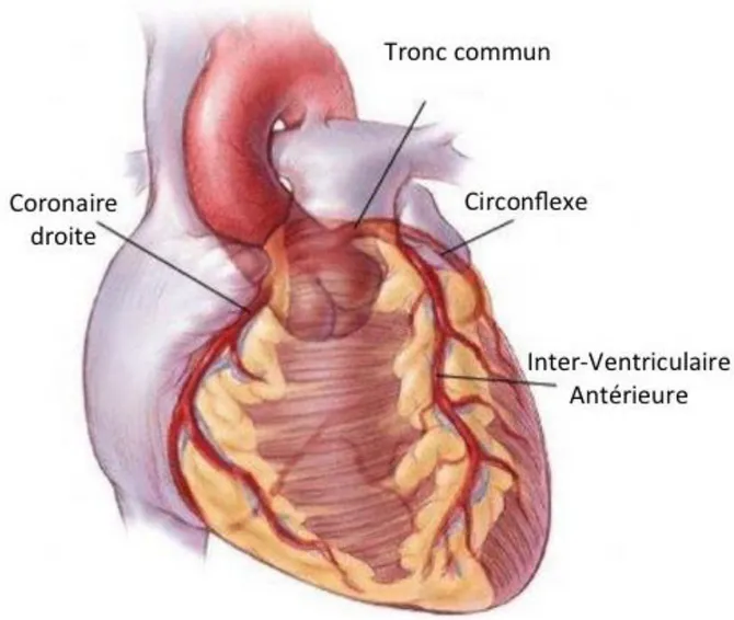 Figure 2 : Schéma des artères coronaires (4) 