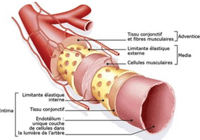 Figure 3 : Structure de l’artère (5) 