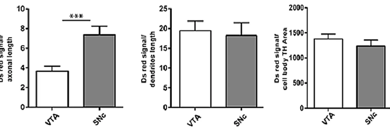 Figure 10 : Densité des mitochondries au niveau des axones, dendrites et corps cellulaires de  neurones dopaminergiques de la SNc et de l'ATV en culture