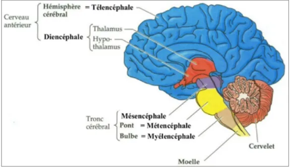 Figure 1 : L’encéphale (coupe sagittale) [2]. 