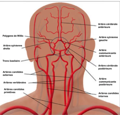 Figure 3 : Circulation artérielle cérébrale et cervicale [9]. 