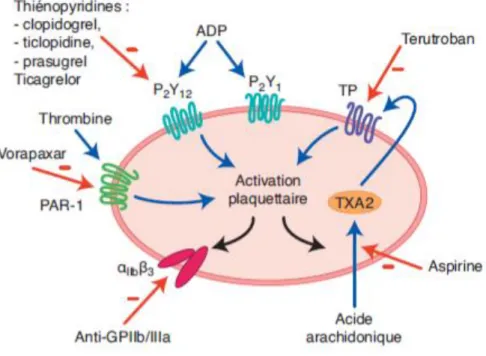 Figure 21 : Voie d’activation de la plaquette et sites d’action des principaux inhibiteurs plaquettaires (50) 