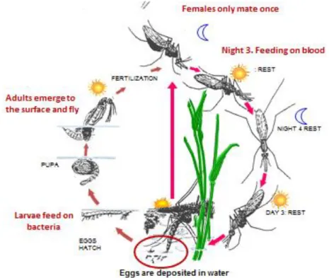 Figure 9. Life cycle and infection cycle of disease-transmitting mosquitoes. 