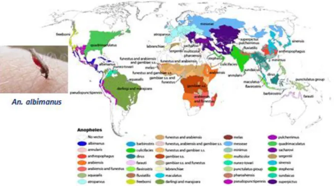 Figure 10. Global distribution of anopheles. Taken from Kiszewksi et al. (2004) and  http://www.medicalecology.org/diseases/malaria/malaria.htm 