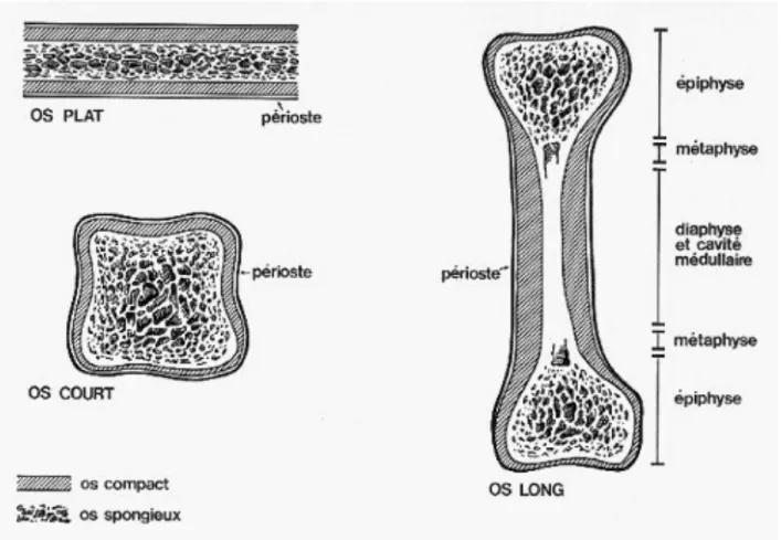 Figure 2 : Structure des différents types d’os (13) 