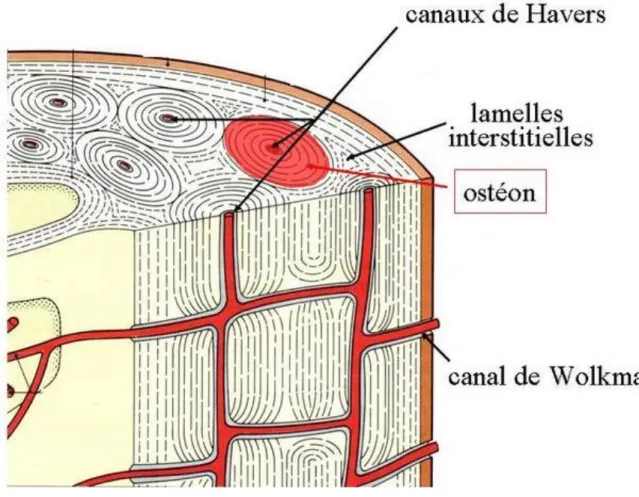 Figure 3 : Diaphyse d’un os long (14) 