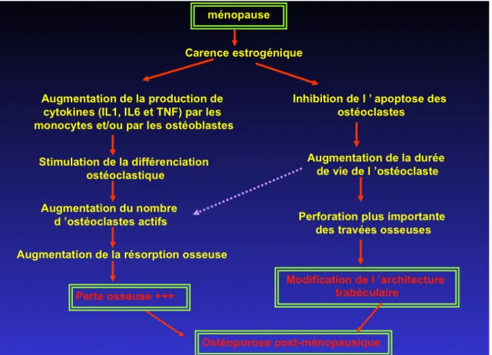 Figure 8 : Physiopathologie de l’ostéoporose post-ménopausique (1) 