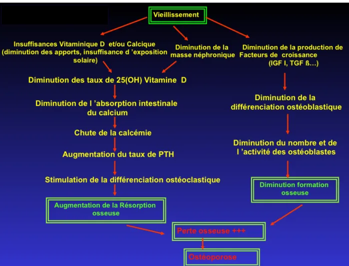 Figure 9 : Physiopathologie de l’ostéoporose liée au vieillissement (1) 