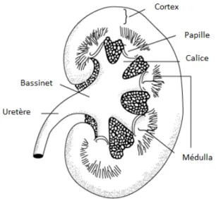 Figure 1.2 : Anatomie macroscopique du rein 