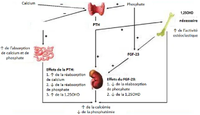 Figure 1.3 : Homéostasie du calcium et du phosphore 