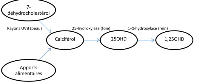 Figure 1.4 : Synthèse et activation de la vitamine D 