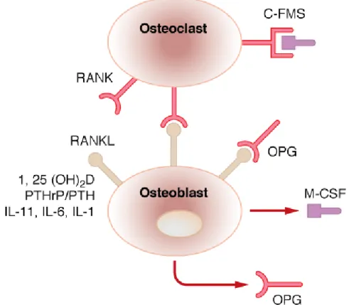 Figure 1.6 : Interaction entre les ostéoblastes et les ostéoclastes 