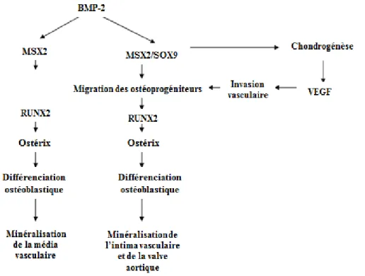 Figure 1.7 : Rôle de BMP-2 et MSX2 dans la calcification vasculaire 