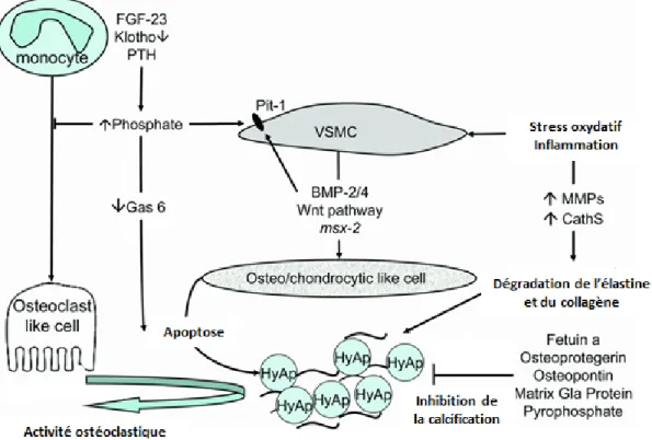 Figure 1.8 : Mécanismes impliqués dans la calcification artérielle en IRC 