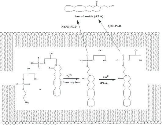 Figure 2 : Les voies de biosynthèse principales de l’anandamide [6] 