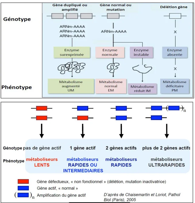 Figure 4. Bases moléculaires de la variabilité génétique : polymorphismes génétiques 24,25