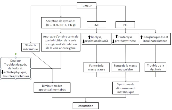 Figure 4 – Principales causes de la dénutrition cancéreuse 37