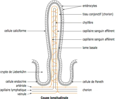 Figure 3 : Coupe longitudinale d’une villosité intestinale 