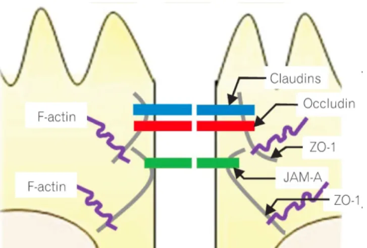 Figure 4 : Organisation des jonctions serrées  