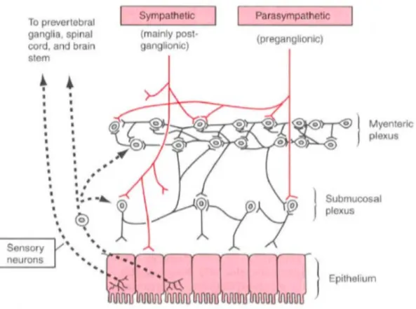 Figure 6 : Contrôle du SN intrinsèque par le SN extrinsèque (parasympathique et sympathique)